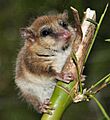 Monito del Monte ps6