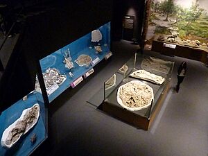 Archivo:Museo Egidio Feruglio 018