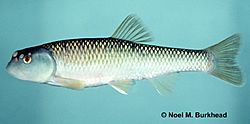 Nocomis leptocephalus.jpg