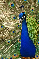 Archivo:Oregon zoo peacock male