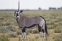 Archivo:Oryx gazella (unicorn)