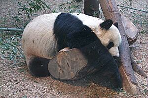 Archivo:Panda at the zoo