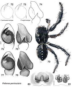 Pellenes peninsularis (10.3897-zookeys.646.10787) Figures 72–81.jpg