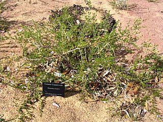 Pileanthus limacis.jpg