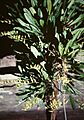 Pleurothallis grobyi - 2