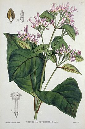 Quinine plant from medicinal plants by Robert Bentley, 1880. Wellcome L0019168.jpg