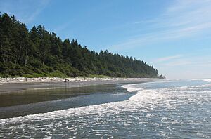 Archivo:Rain forest along Olympic Coast