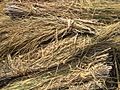 Rice straw