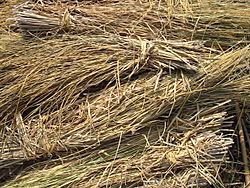 Archivo:Rice straw