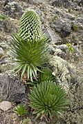 Riesenlobelien 1
