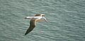 Royal Albatross-Nueva Zelanda06