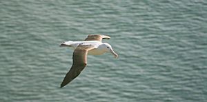 Archivo:Royal Albatross-Nueva Zelanda06