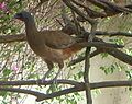 Rvchachalaca102