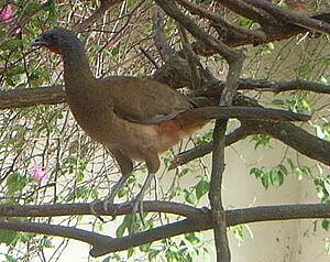 Archivo:Rvchachalaca102