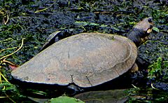 Savanna Side-necked Turtle, Medellin, Colombia.jpg