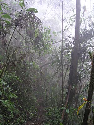 Archivo:Selva Humeda Farallones de Cali