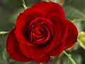 Small Red Rose