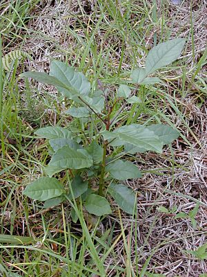 Archivo:Starr 030405-0011 Fraxinus uhdei