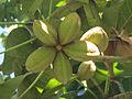 Sterculia apetala fruits - Frutas de Sterculia apetala, árbol Panamá G