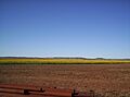 Sunflower crop on the Darling Downs, Queensland