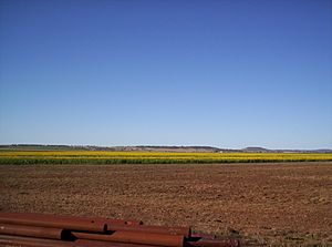 Archivo:Sunflower crop on the Darling Downs, Queensland
