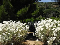 Archivo:Tanacetum ptarmiciflorum 'Silver Feather' 1