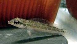 Teleocichla.jpg