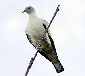 Archivo:Torresian imperial pigeon cairns09