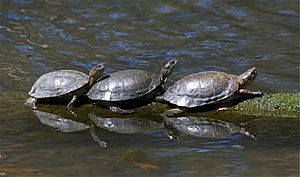 Archivo:Western Pond Turtle (Actinemys marmorata)
