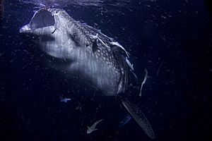 Archivo:Whale Shark 1 AdF