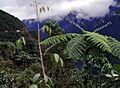 Yungas03