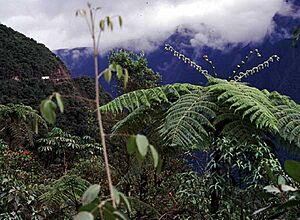 Archivo:Yungas03