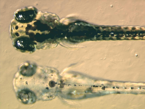 Archivo:Zebrafish embryos