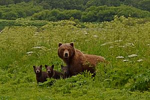 Archivo:Матуха с медвежатами
