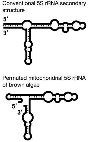 Archivo:5S-rRNA-topologiesf