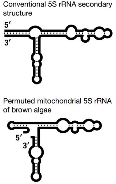 5S-rRNA-topologiesf
