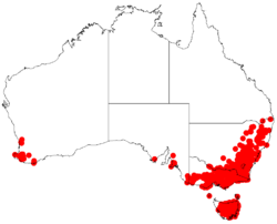 Distribución natural de Acacia dealbata.