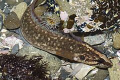Acanthoclinus fuscus 201173559.jpg