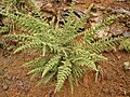Adenocarpus viscosus 01 ies