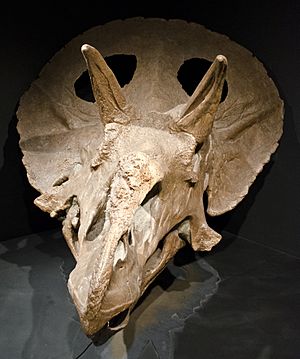 Archivo:Adult Triceratops