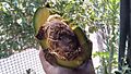 Aguacate con raices dentro