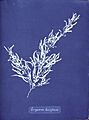 Anna Atkins Sargassum bacciferum