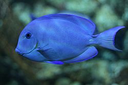 Atlantic blue tang surgeonfish ("Acanthurus coeruleus") -13092009a.jpg