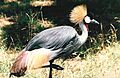 Balearica regulorum (atamari)