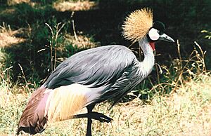 Archivo:Balearica regulorum (atamari)
