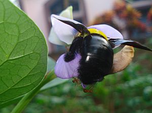 Archivo:Beetle on flower of Yardlong Bean