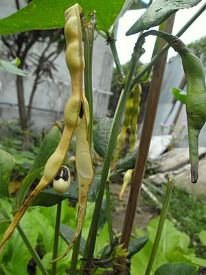Archivo:Black-eyed pea pods on plant in Hong Kong