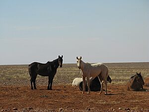 Archivo:Brumbies next to the Innamincka Track-2