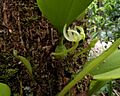 Bulbophyllum baileyi var alba