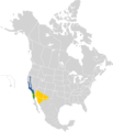 Carduelis lawrencei map